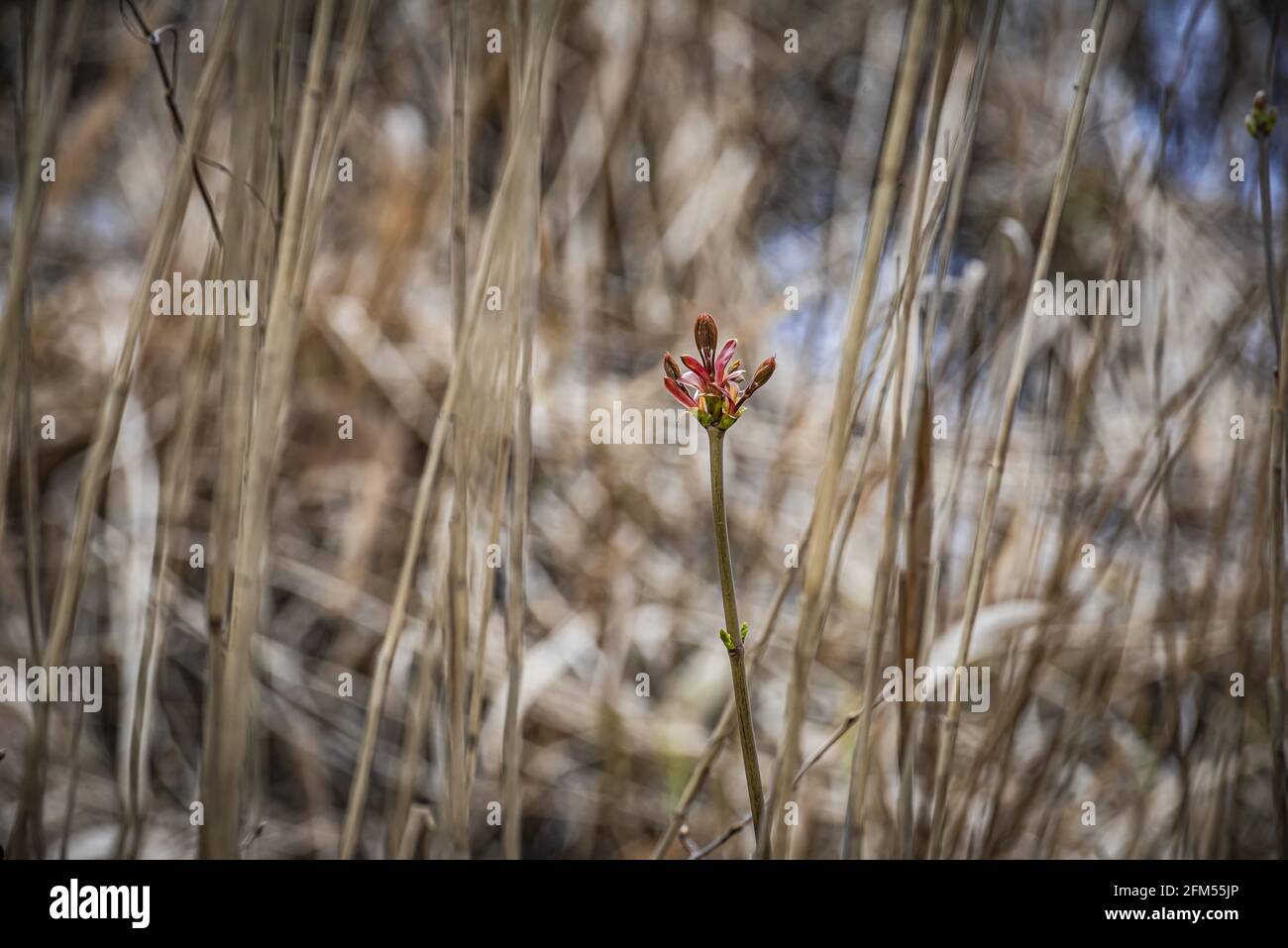 Reeds in flower hi-res stock photography and images - Alamy