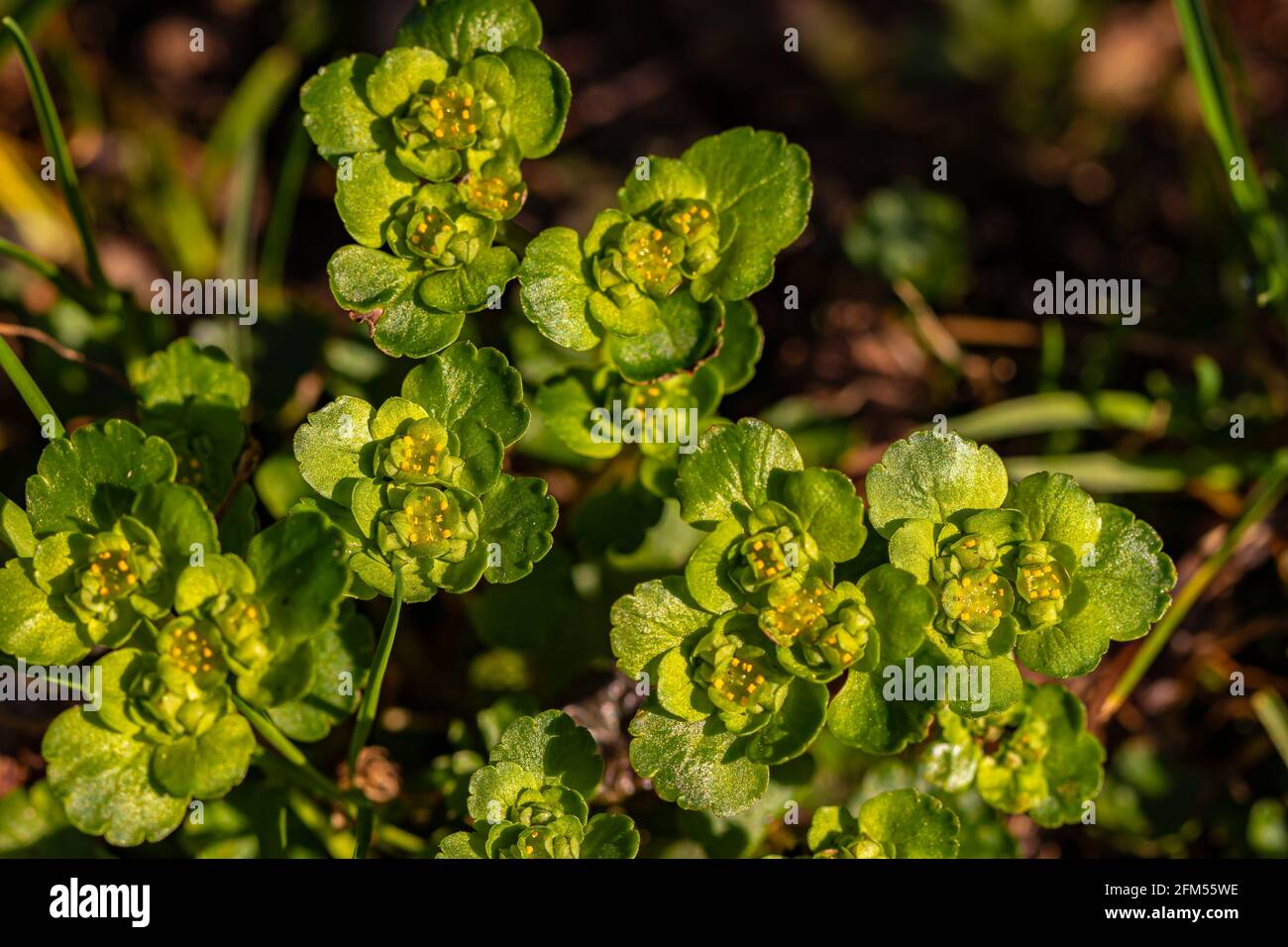 Chrysosplenium alternifolium plant close up shoot Stock Photo