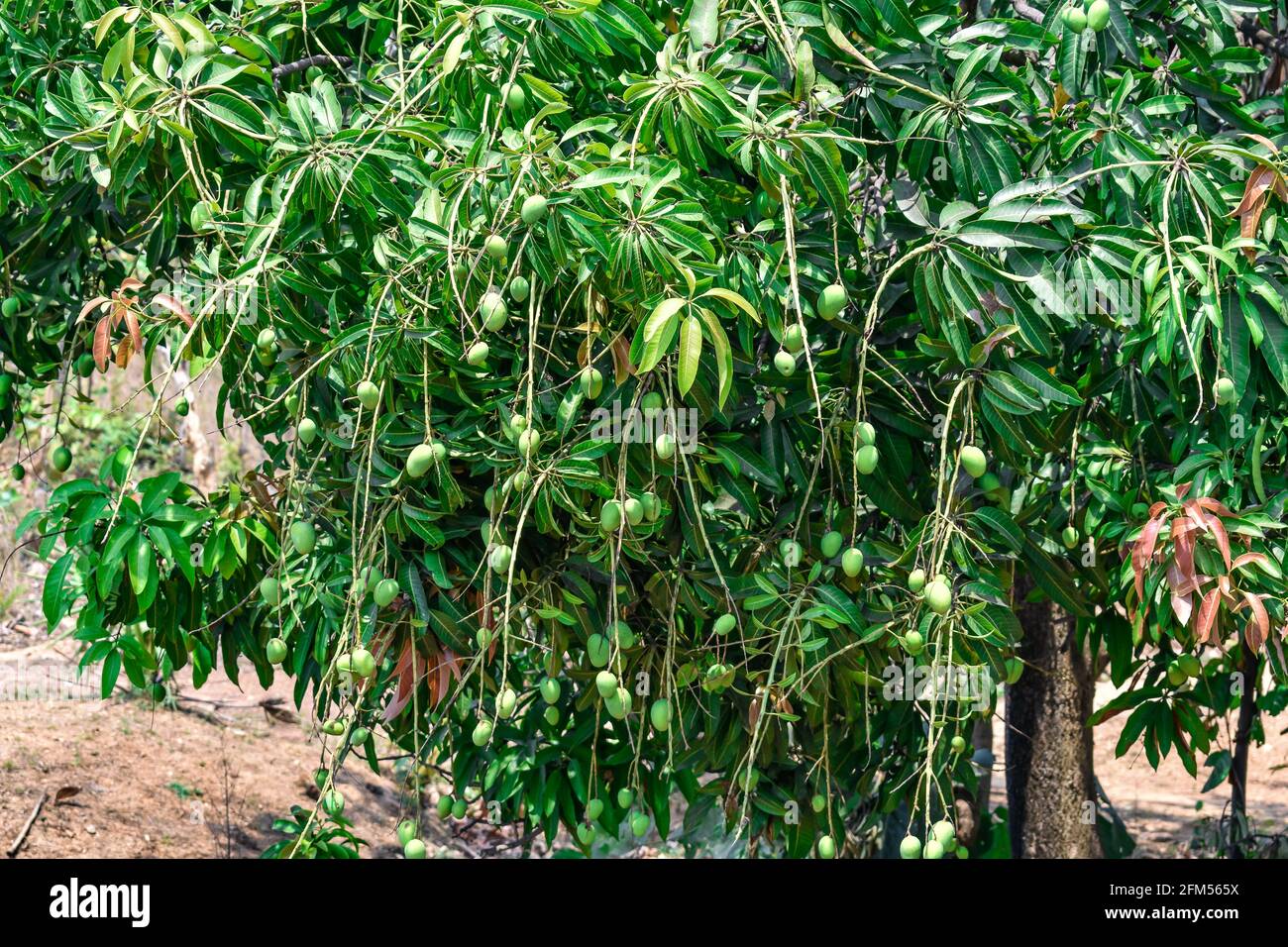 Fresh Green mango hanging on branches, fruit is growing on a Mango tree ...