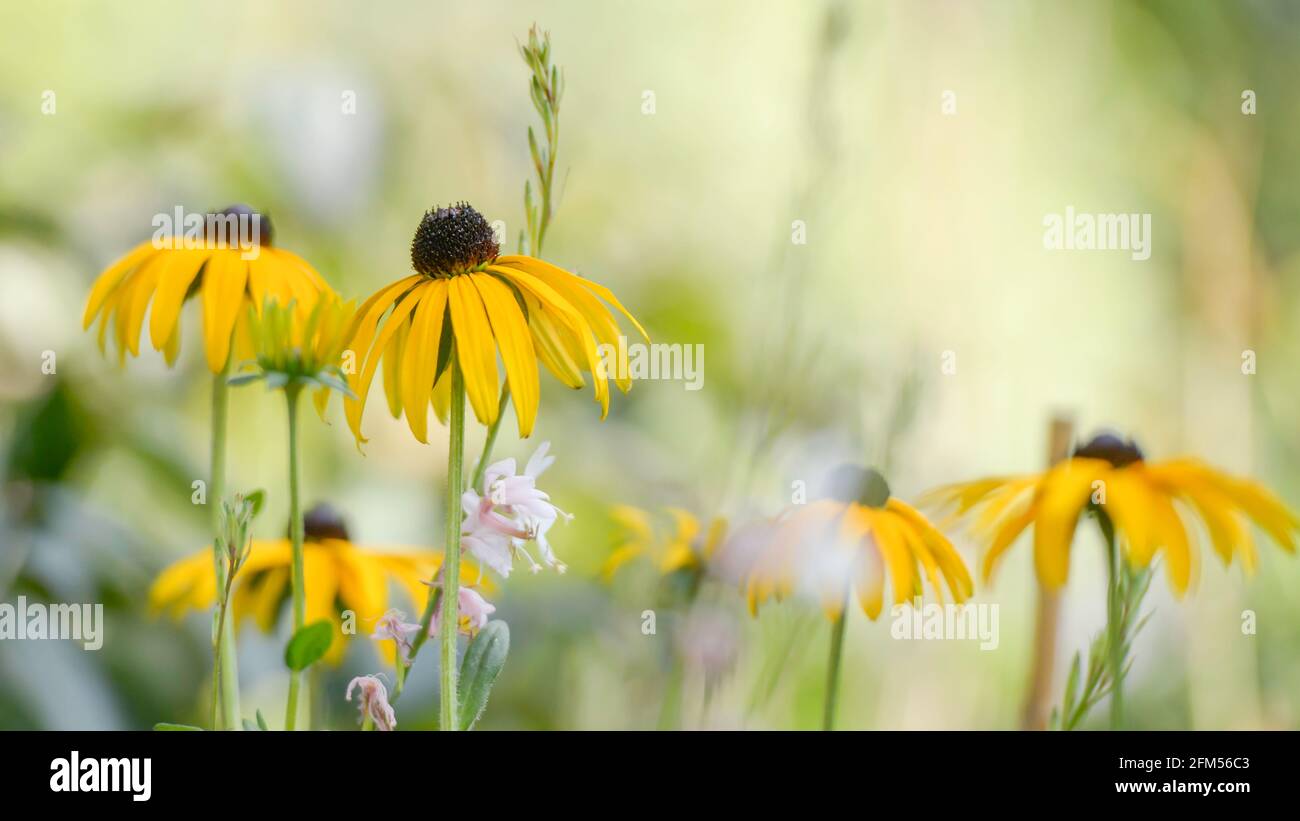 Rudbeckia asteraceae yellow garden flower, flowers, in bloom with blurred background in bright summer sunshine in essex england Stock Photo