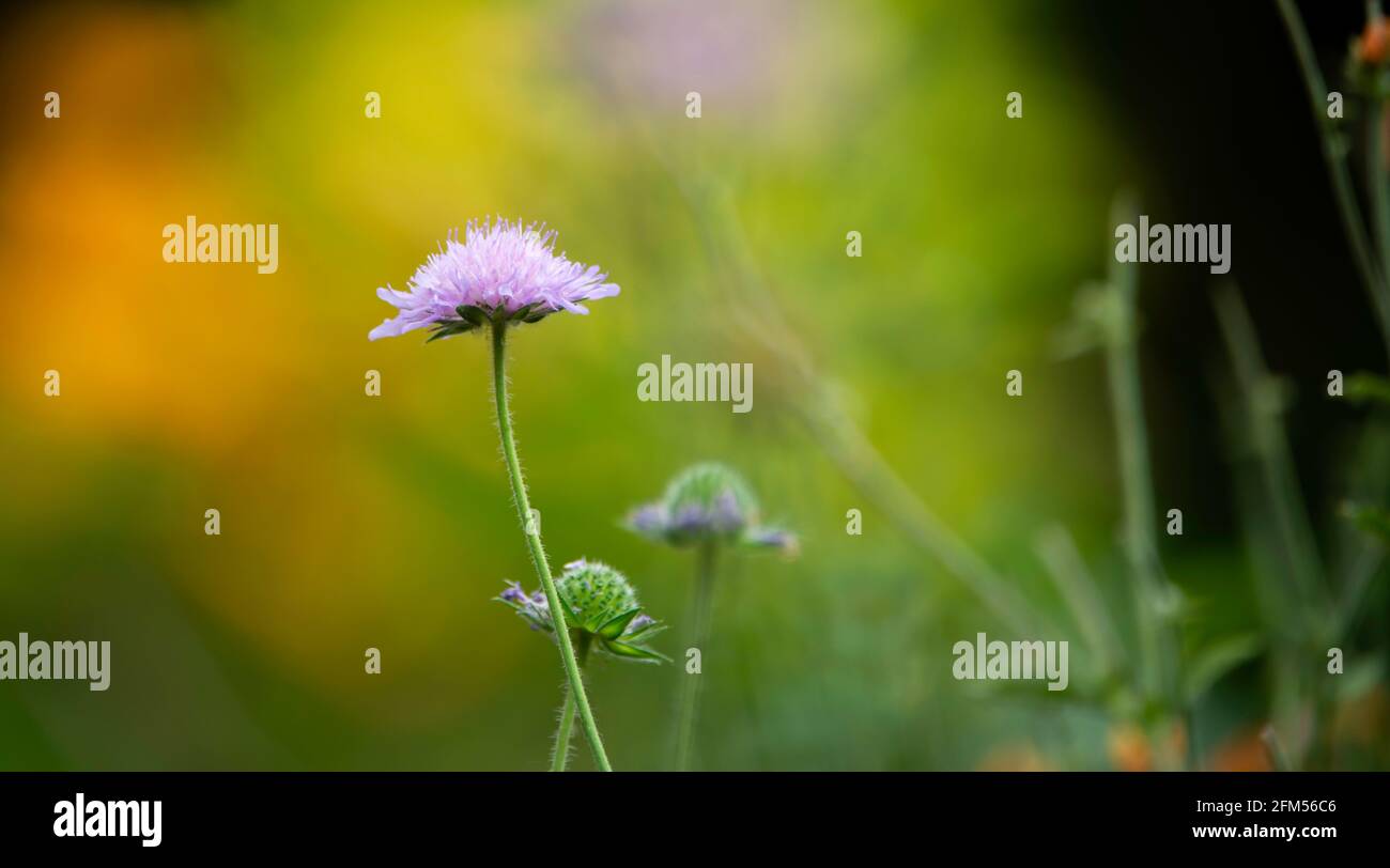 purple garden flower with blurred background. Stalk and stalks with blossom close up in Essex garden, England, United Kingdom Stock Photo