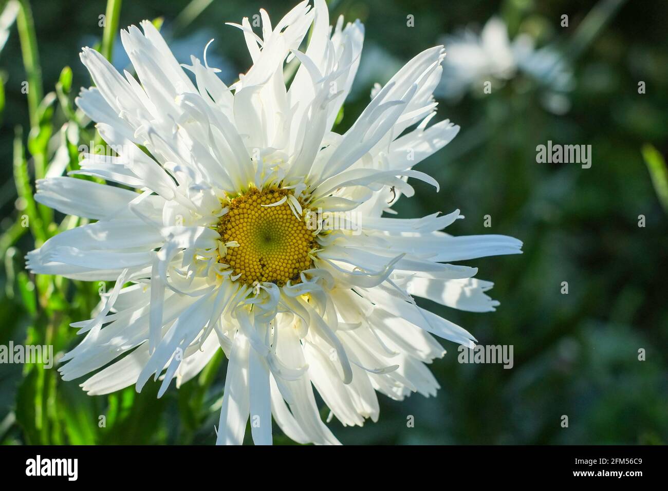 Crazy Daisy, Leucanthemum x superbum growing in full bloom with blurred background and bright summer sunshine in Essex, England, united Kingdom Stock Photo