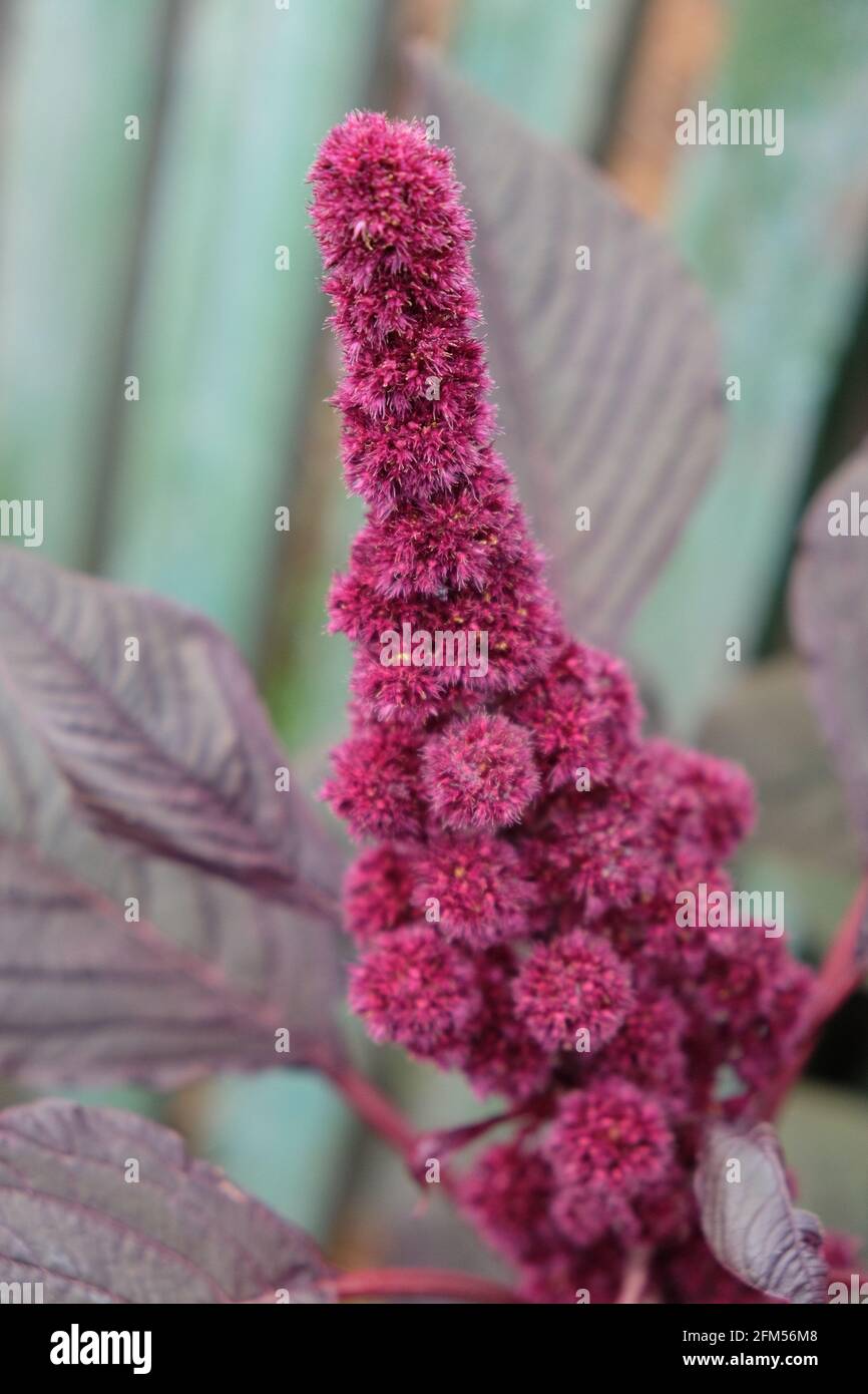 Inflorescence of crimson amaranth plant, closeup. Amaranthus cruentus