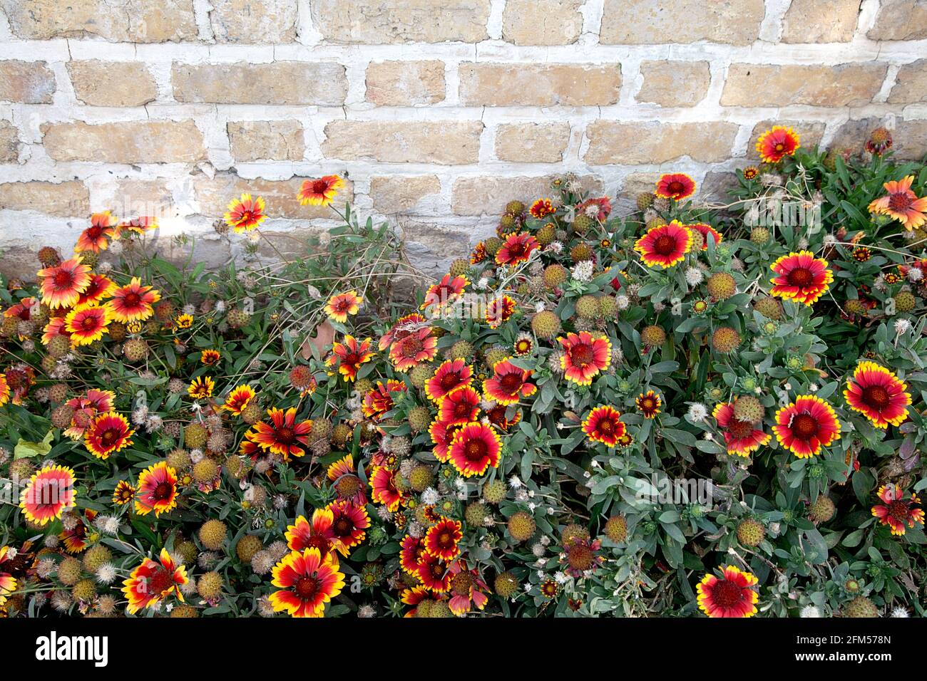 Blumenbeet neben der Mauer der Khajoubrücke Stock Photo