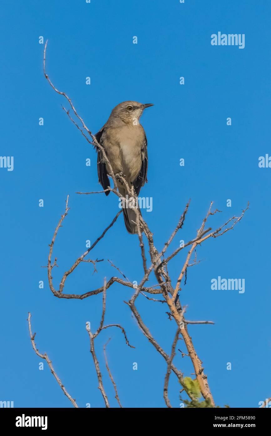 Northern Mockingbird, Mimus polyglottos, in Saguaro National Park, Tucson Mountain District, Arizona, USA Stock Photo