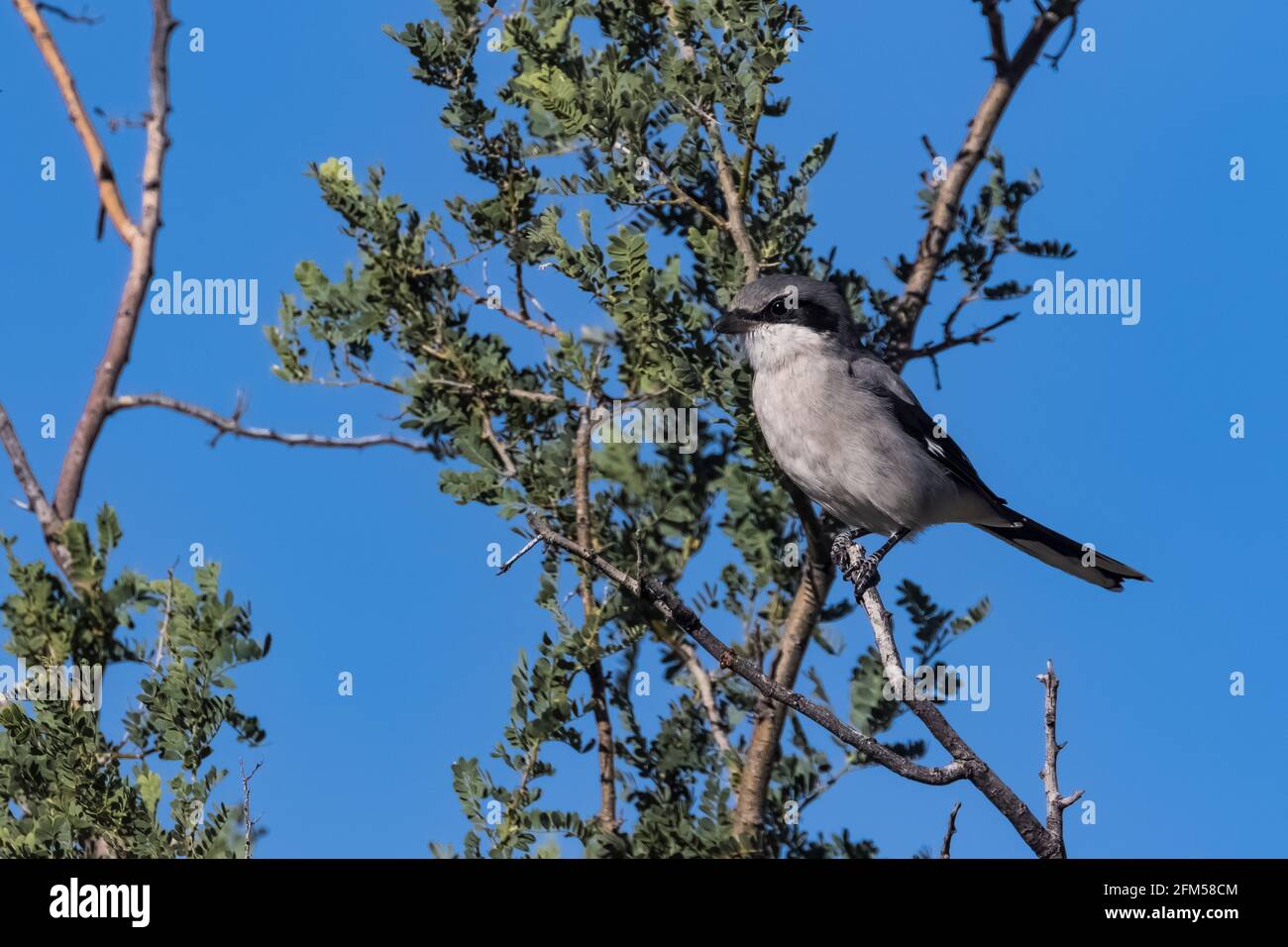 Loggerhead Shrike, Lanius ludovicianus, foraging from a small tree in ...