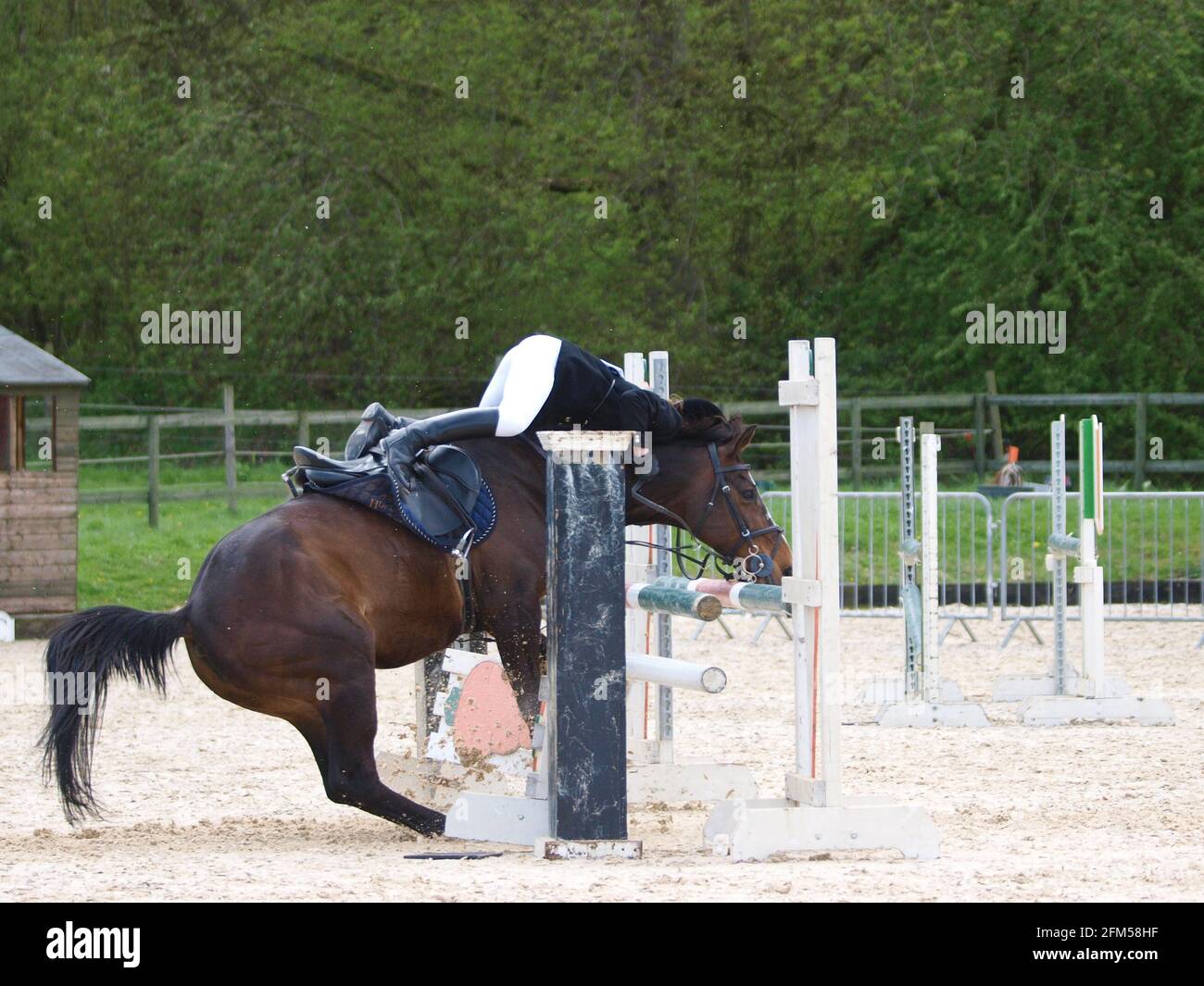 Bay Horse Jumping Without Rider