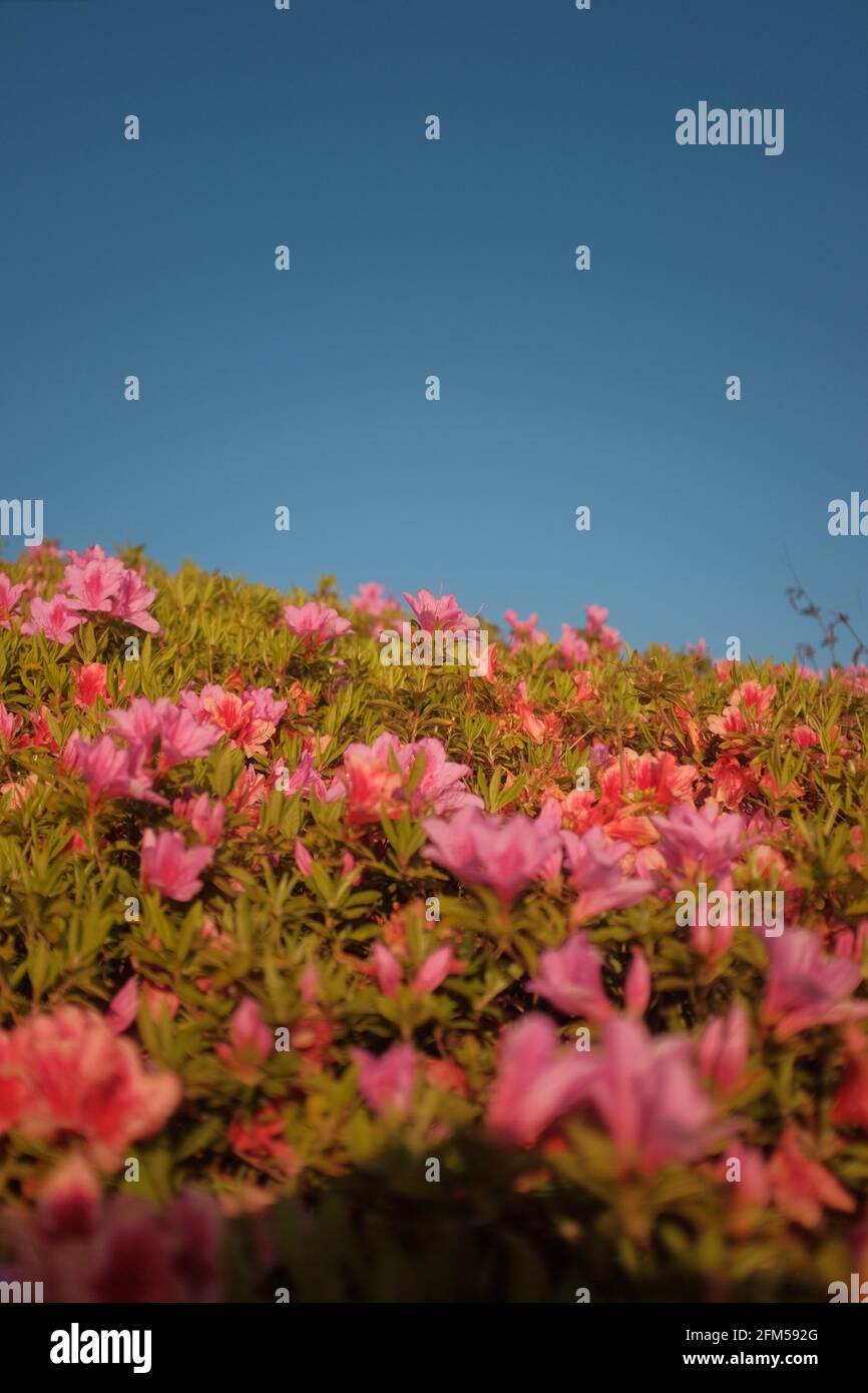 Vertical shot of pink rhododendrons in a field with a clear blue sky Stock Photo