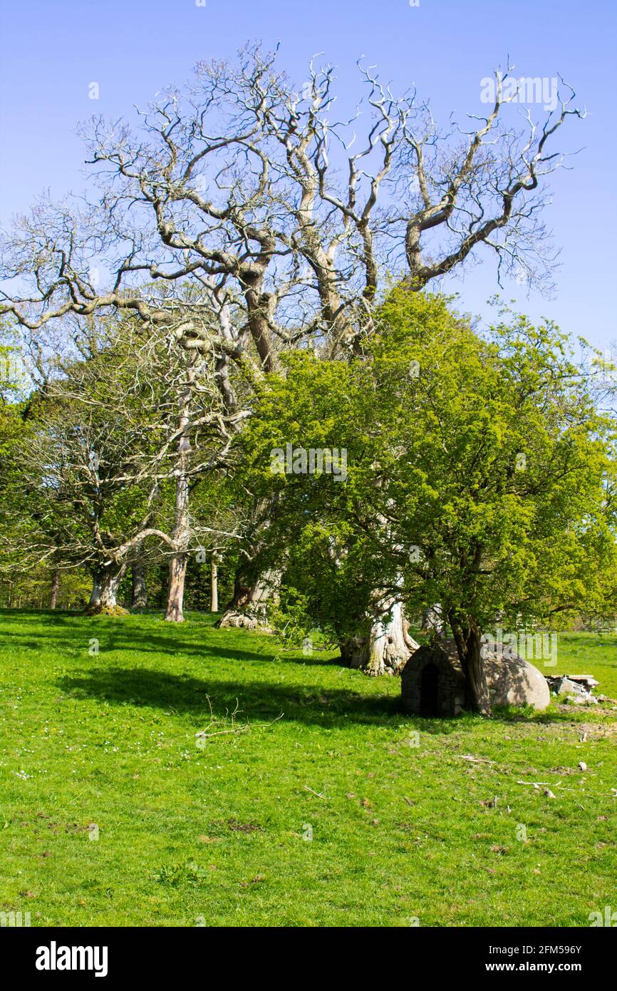 A dead beech tree standing in a farm field on the Rosemount Estate in Greyabbety Village on the Ards Penisula County Down Northern Ireland Stock Photo