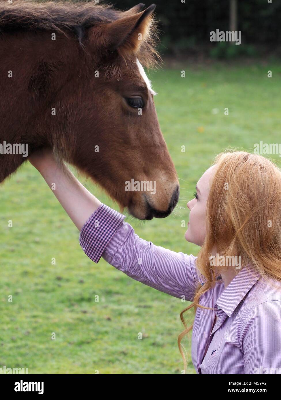 A young woman with red hair interacts with a young bay foal. Stock Photo