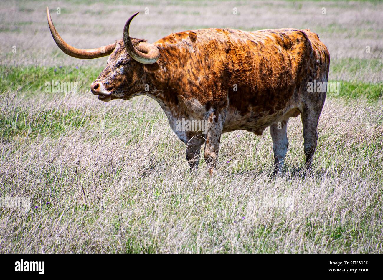 Longhorn cattle texas hill country hi-res stock photography and images ...
