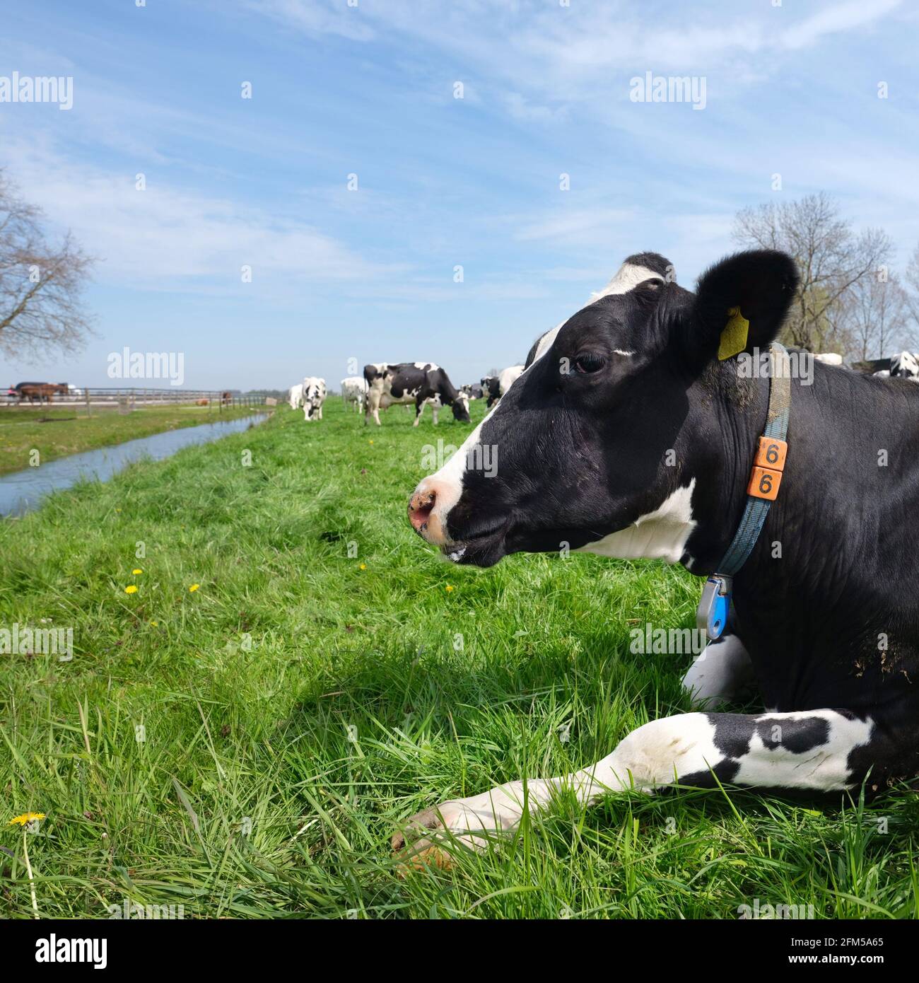 head of black and white spotted cow closeup in meadow Stock Photo - Alamy