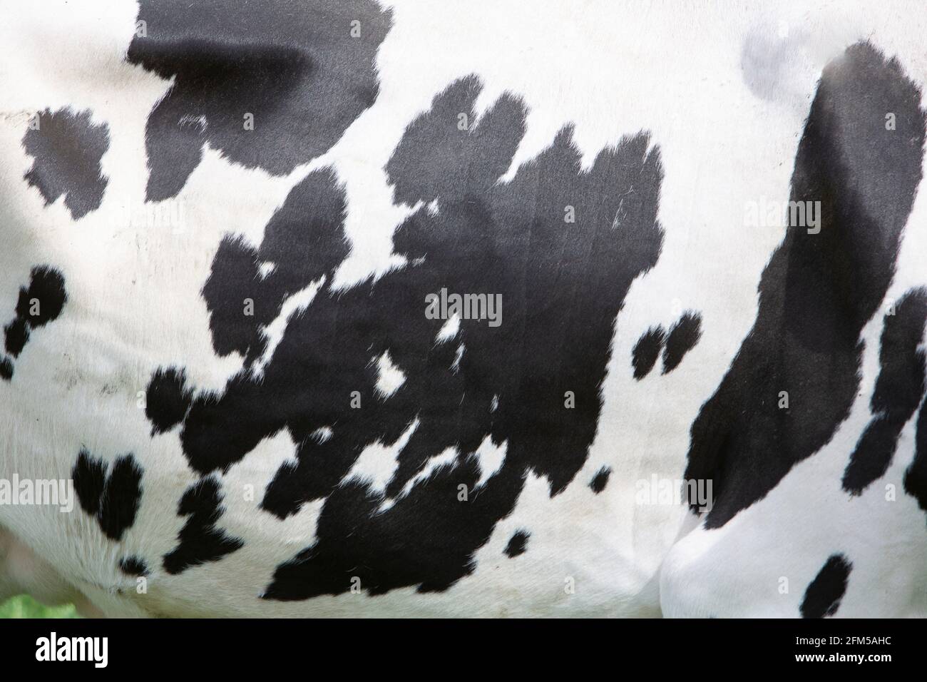 hide of black and white spotted cow in closeup Stock Photo