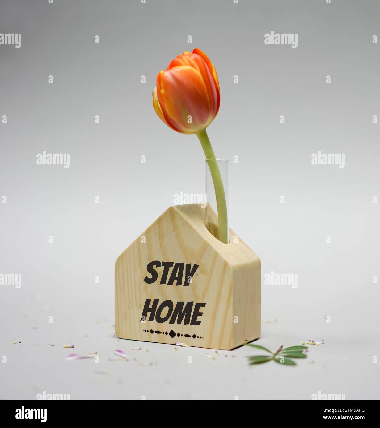 A miniature toy wooden house with the inscription Stay Home, a glass pipe with a tulip in it Stock Photo
