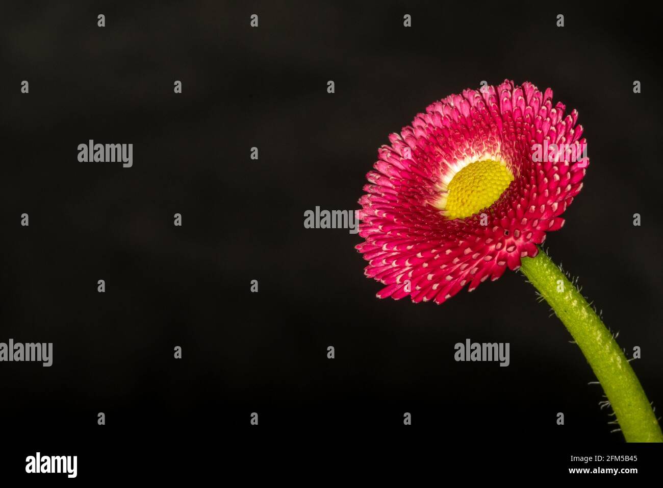 Pink flower black background Stock Photo