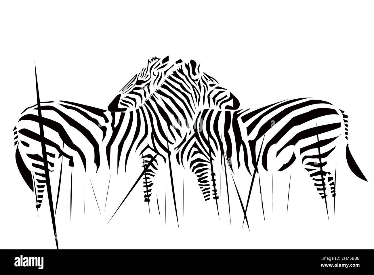 Black and white Zebras Stock Photo Alamy