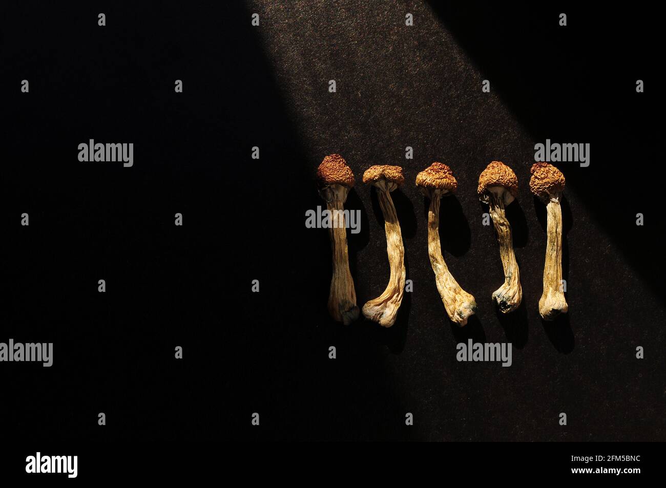 Dried psilocybe cubensis on black background, flat lay. Psilocybin mushrooms in group. Magic shrooms Golden Teacher, spiritual experience. Emerging fr Stock Photo