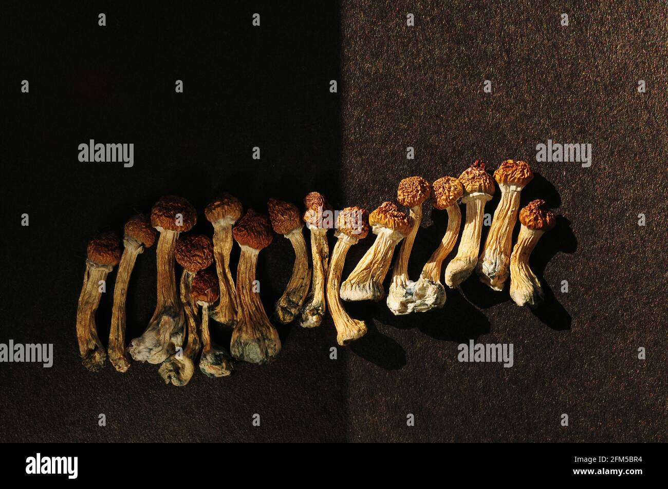 Dried psilocybe cubensis on black backfround, flat lay. Psilocybin mushrooms, come in from the cold. Magic shrooms Golden Teacher Stock Photo