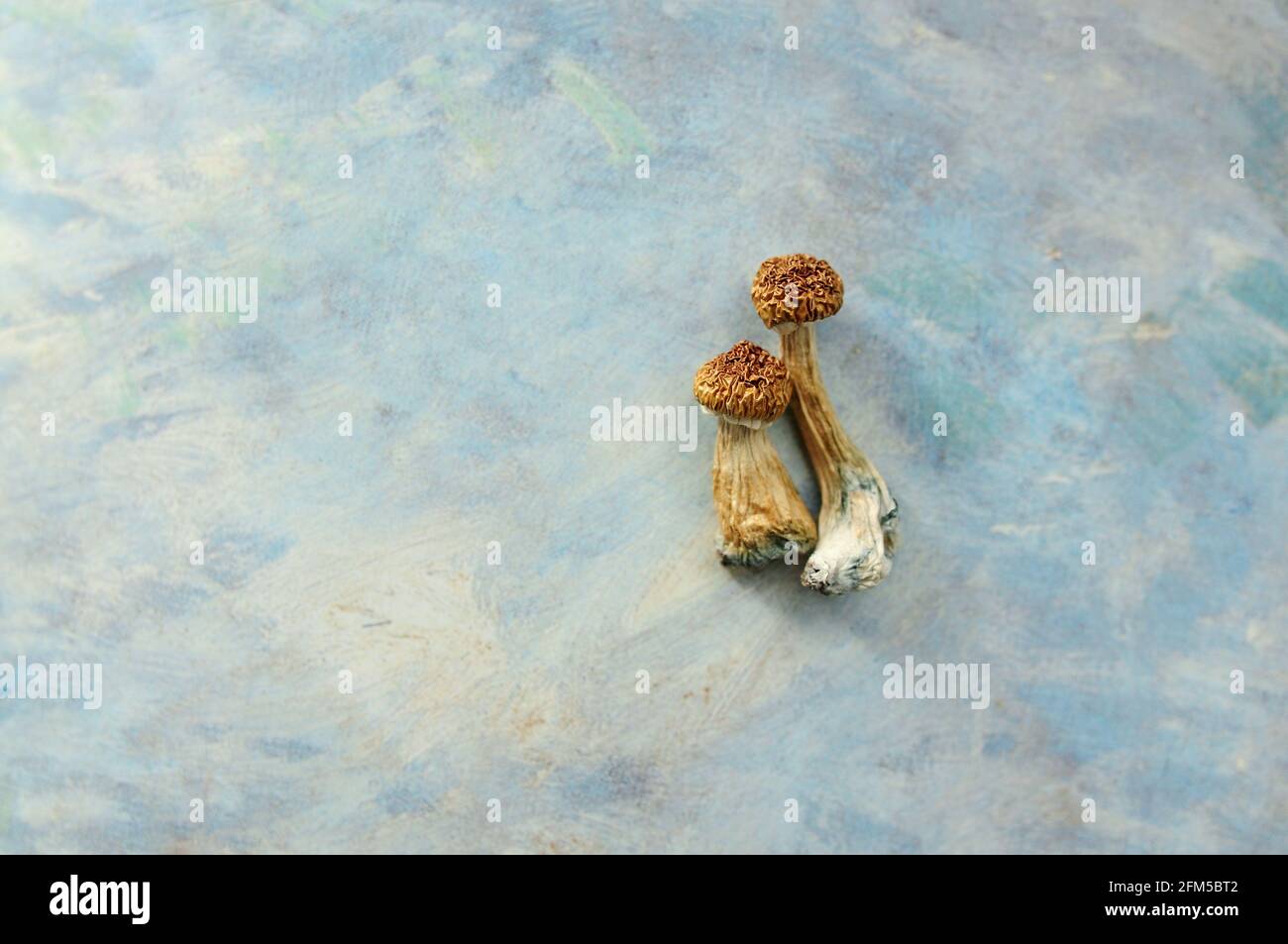 Psilocybe Cubensis mushrooms isolated on grey background. Psilocybin psychedelic magic mushrooms Golden Teacher. Top view, close up. Stock Photo