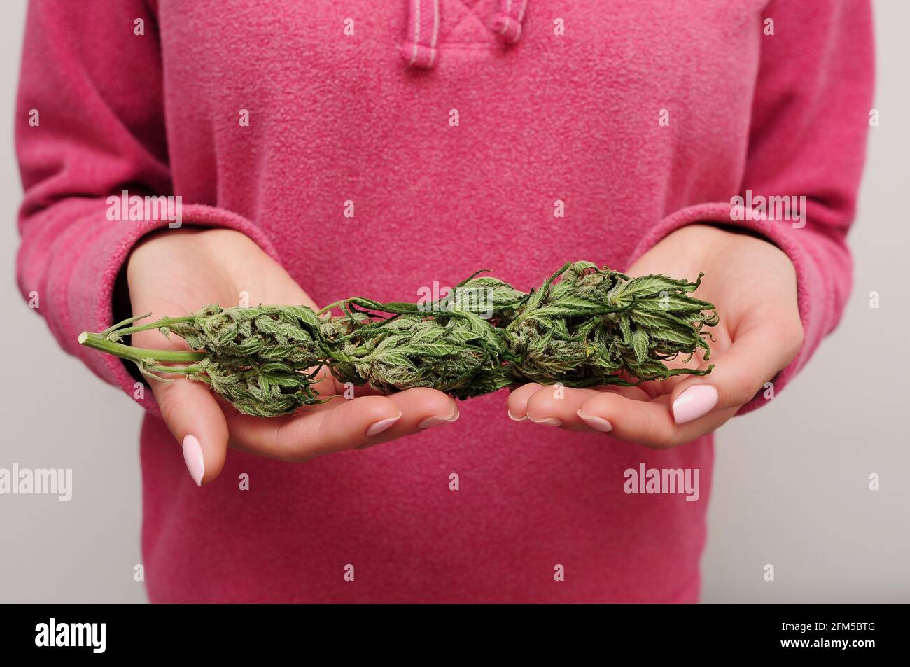 Cannabis buds in woman's hands. Harvest time. CBD recreation, pastime concept. Stock Photo