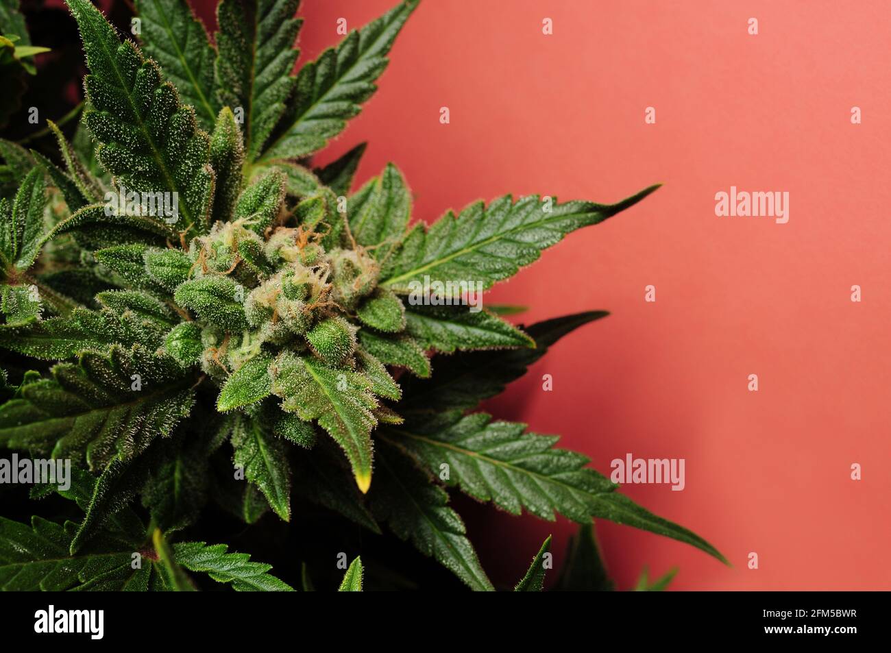 Blooming cannabis bush. Fresh plant isolated on red background. Green marijuana leaves. Herbal medicine layout. Hemp recreation, legalization concept. Stock Photo