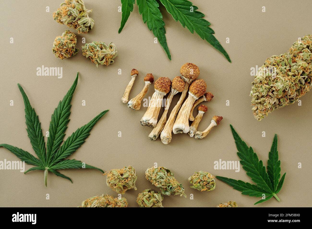 Psychedelic trip, CBD recreation. Micro-dosing concept. Dried psilocybe mushrooms, cannabis buds, marijuana leaves on ivory background. Stock Photo