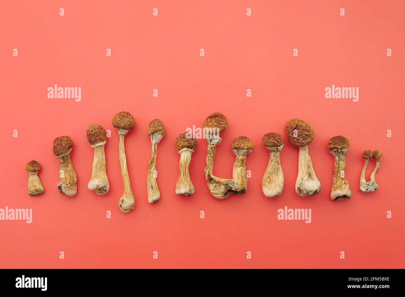 Psychedelic magic mushrooms Golden Teacher. Dried psilocybin mushrooms on pink background. Micro-dosing concept. Stock Photo