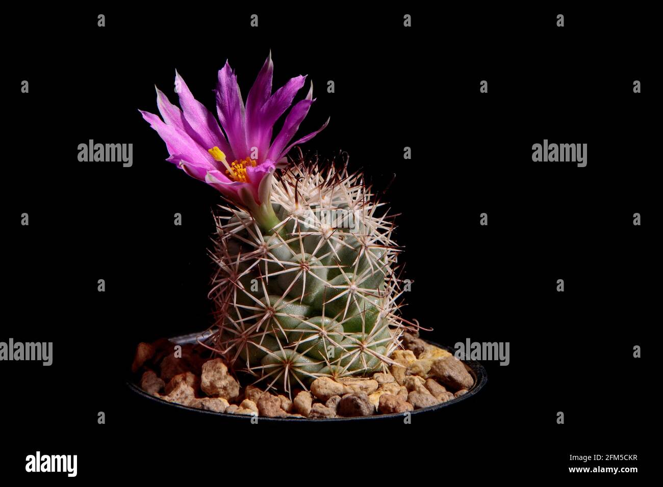 pink flower of mammillaria cactus blooming against dark background Stock Photo