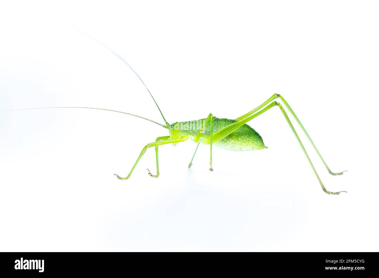 Image of green bush-cricket long horned grasshopper on white background. From side view. Insect. Animal Stock Photo