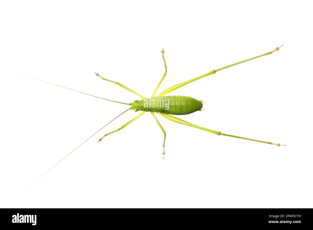 Image of green bush-cricket long horned grasshopper on white background. From top view. Insect. Animal Stock Photo