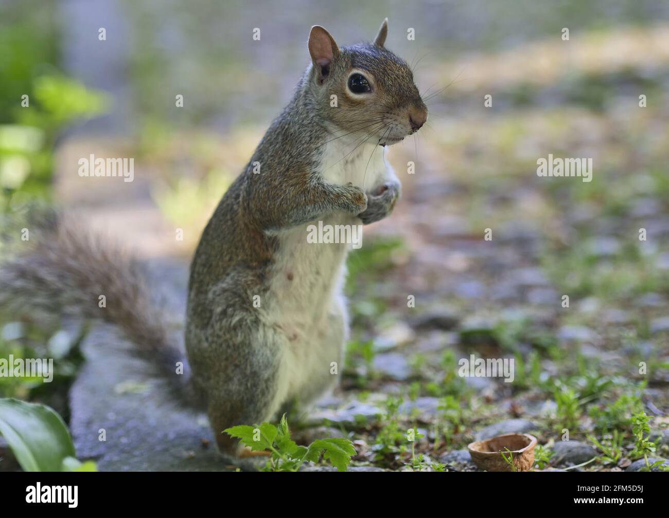 Squirrel posing in Villa Real pubblic park, Monza, Italy Stock Photo