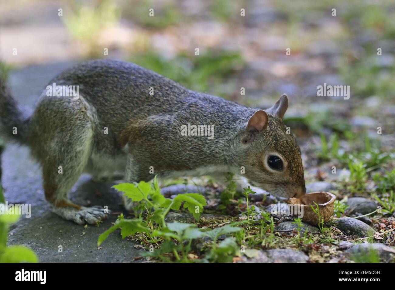 Squirrel posing in Villa Real pubblic park, Monza, Italy Stock Photo