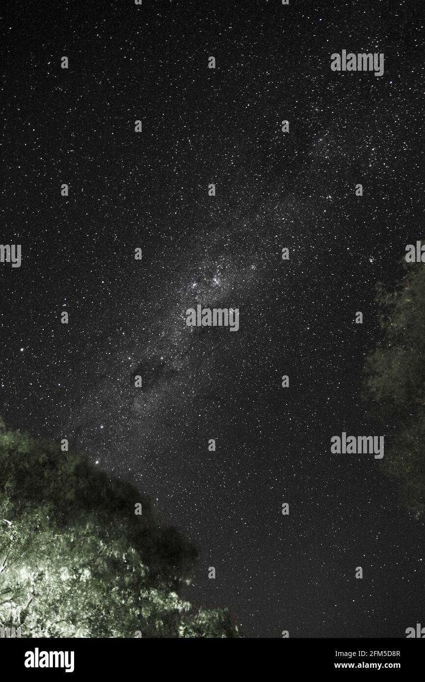 Vertical shot of green trees against the Milky way sky background Stock ...