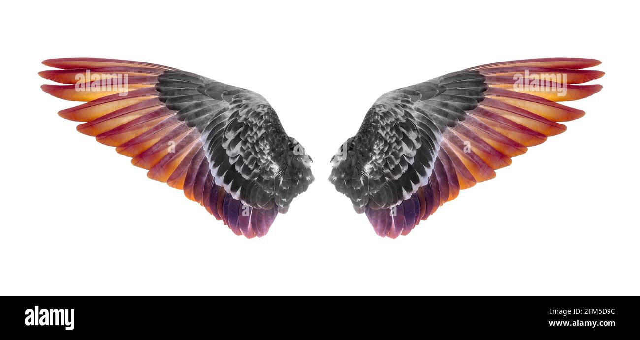 Wings of birds isolated on white background Stock Photo - Alamy