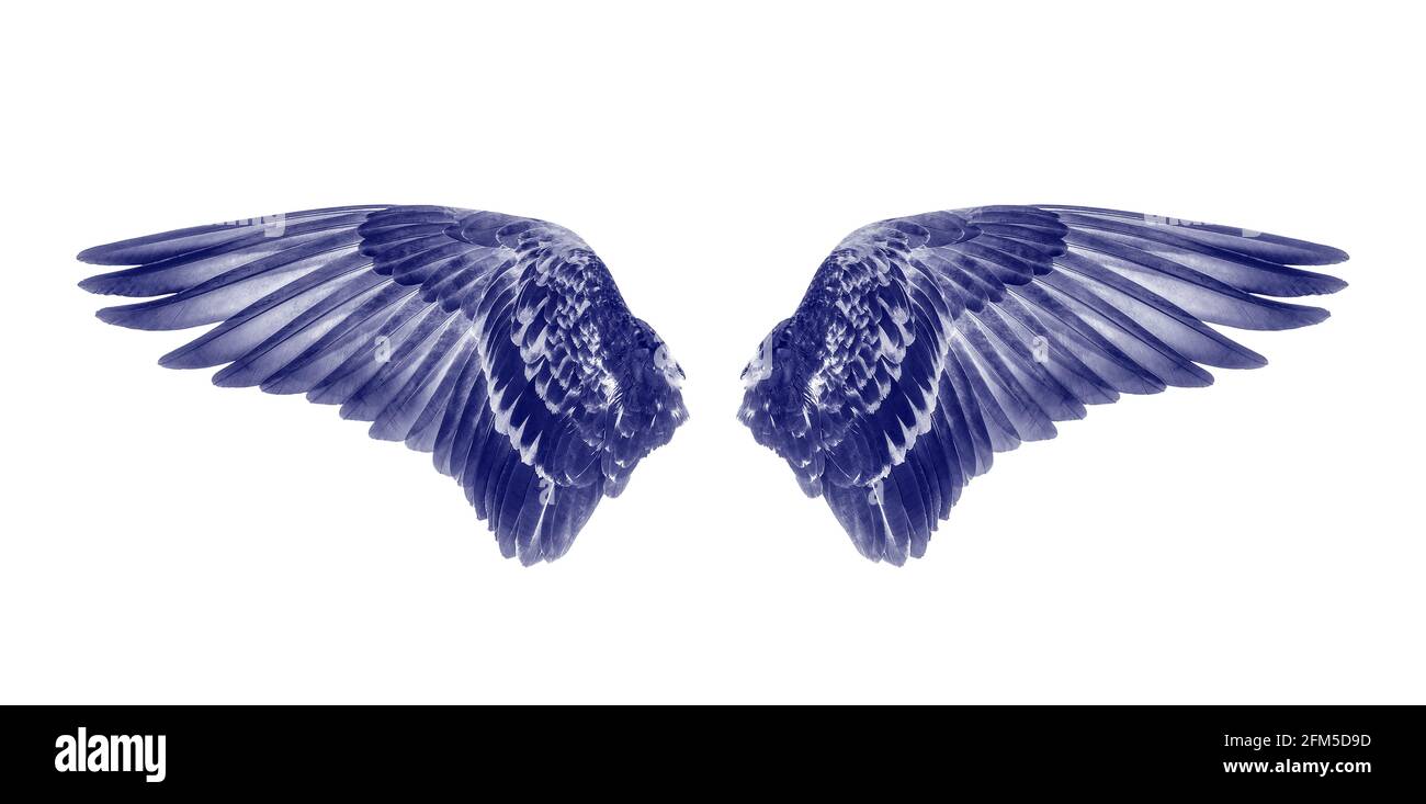 Wings of birds isolated on white background Stock Photo - Alamy