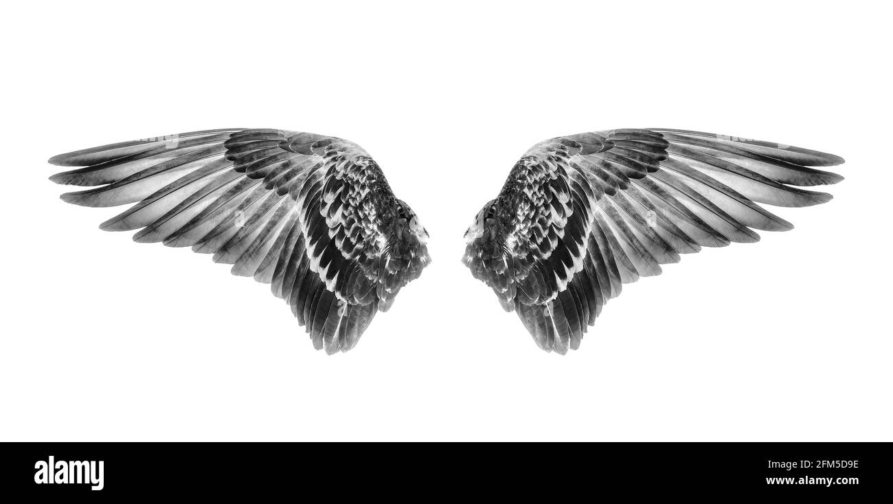 Wings of birds isolated on white background Stock Photo - Alamy