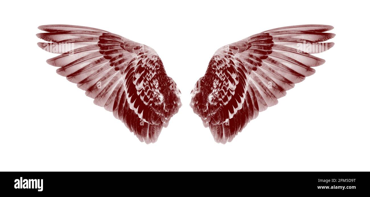 Wings of birds isolated on white background Stock Photo - Alamy