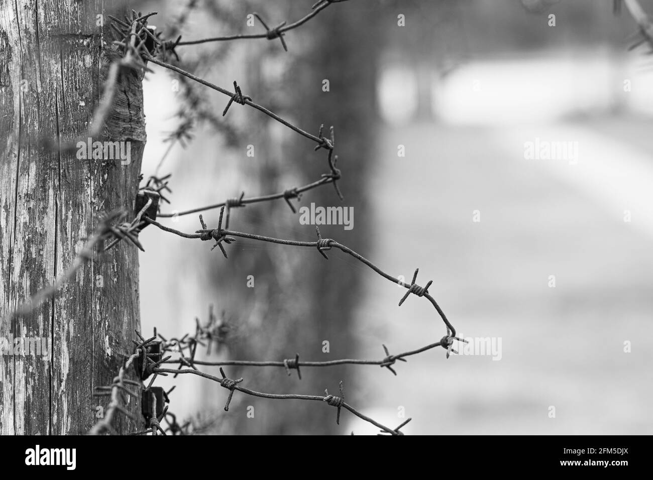 Close-up of a rusty barbed wire fence surrounding a detention, concentration and extermination camp, focus in the background, black and white Stock Photo