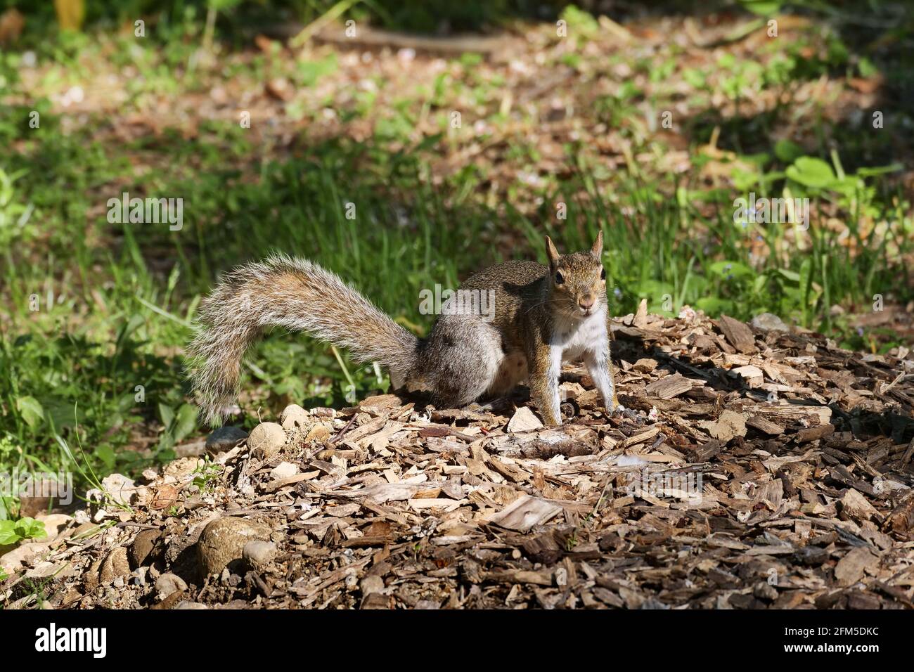 Squirrel posing in Villa Real pubblic park, Monza, Italy Stock Photo