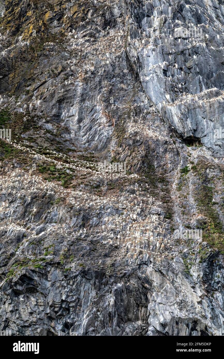 Some of the steep cliffs at Runde bird island, west coast of Norway. Stock Photo