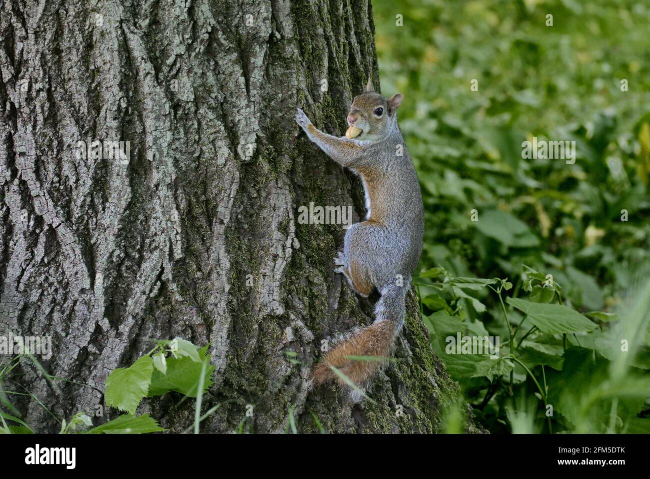 Squirrel posing in Villa Real pubblic park, Monza, Italy Stock Photo