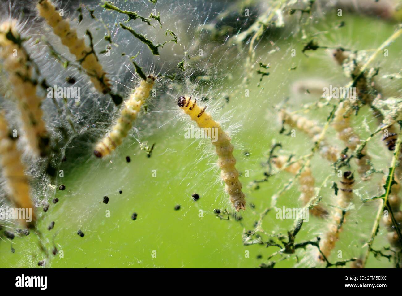 Webworms Stock Photo
