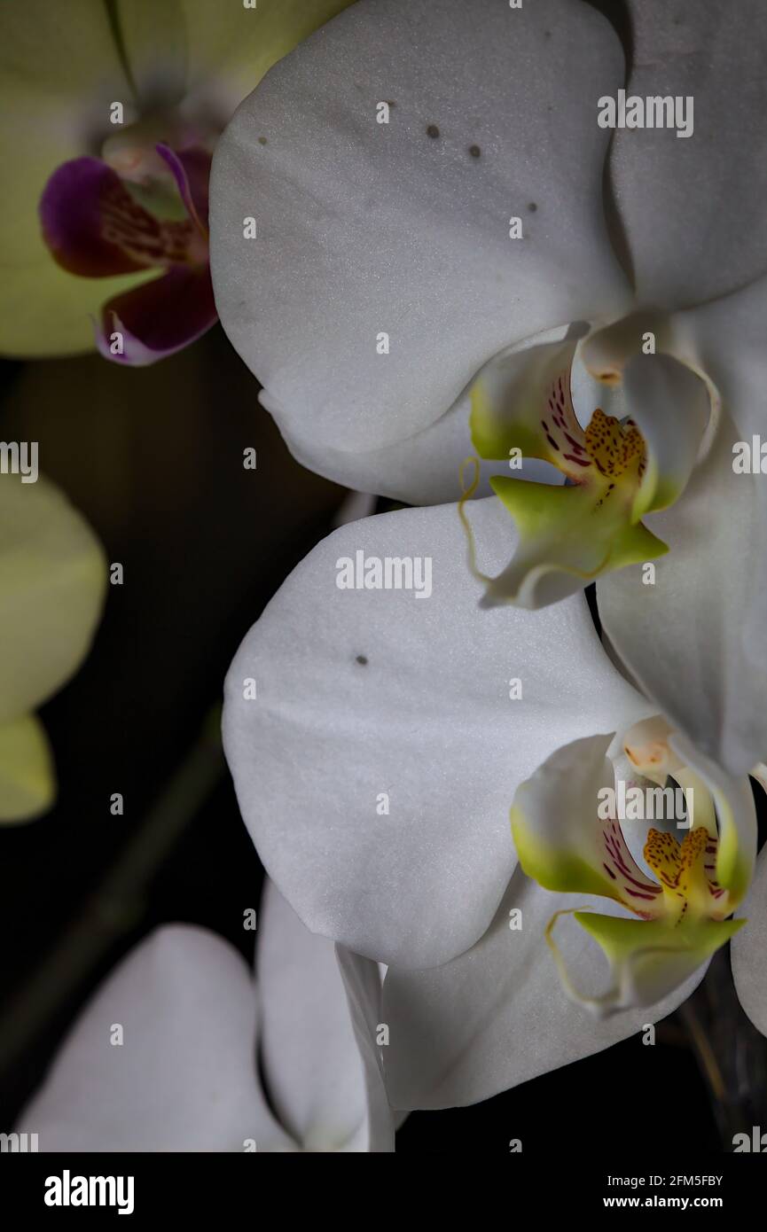 Group of phalaenopsis orchids in various colors seen up close Stock Photo