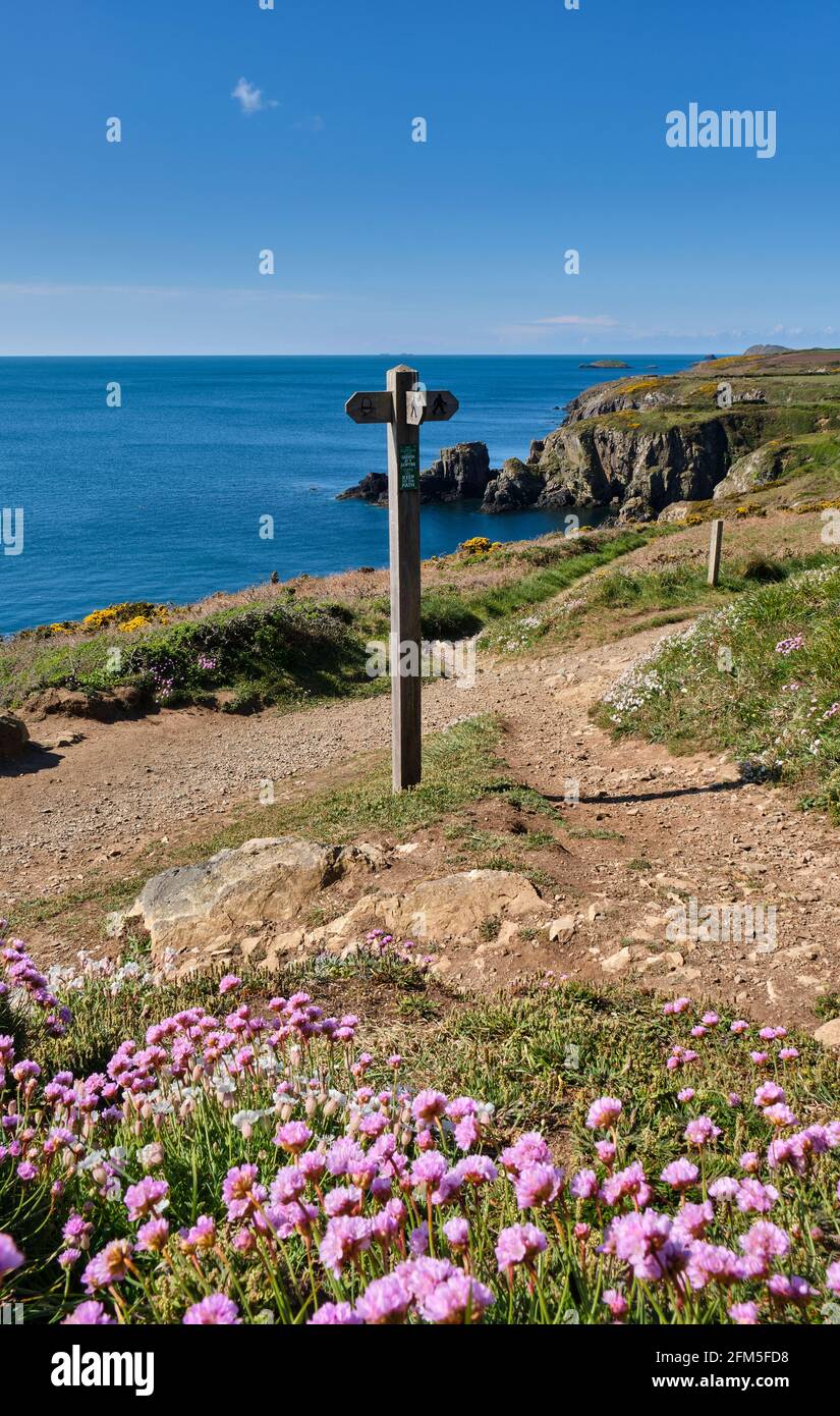 Thrift (Sea Pinks) on the Pembrokeshire Coast Path near St David's (overlooking Skomer Island), Pembrokeshire, Wales Stock Photo
