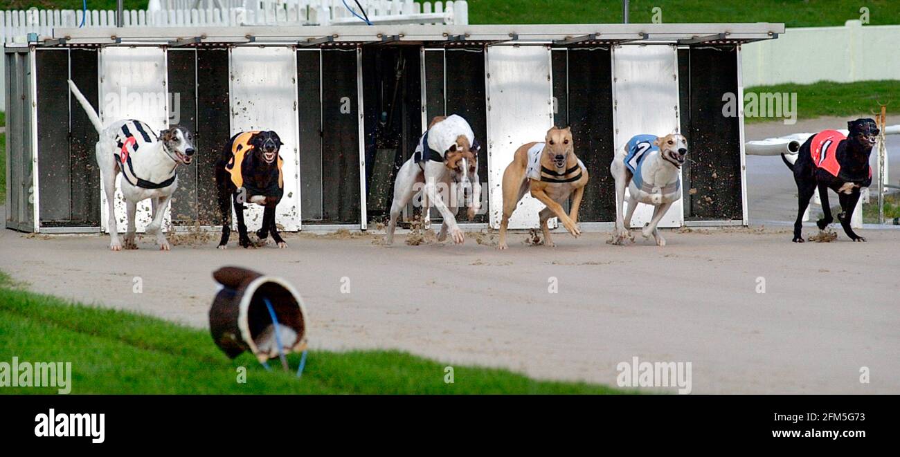 Grayhound racing hi-res stock photography and images - Alamy