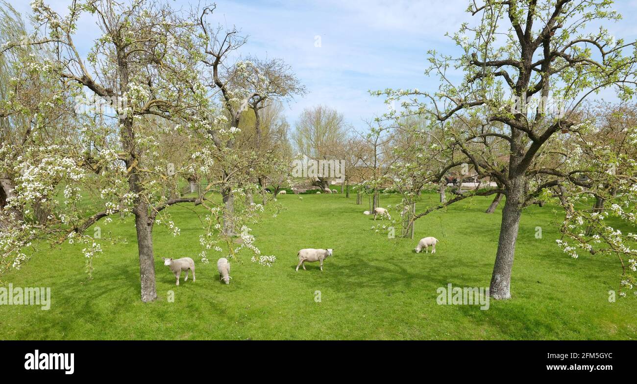 Sheep In Spring Spring landscape blossom sheep hi-res stock photography and images - Alamy