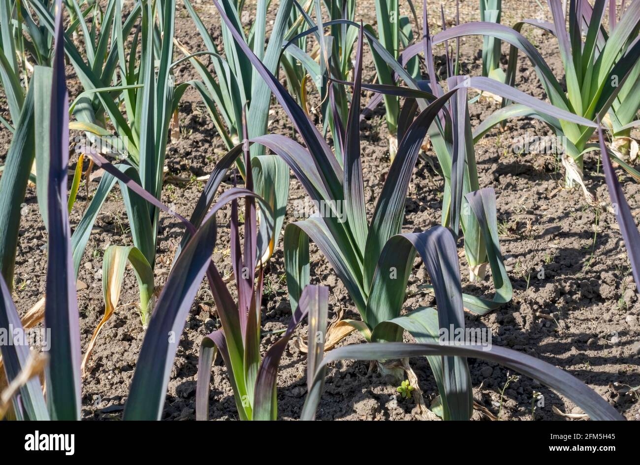 Leeks Plot Close up of leeks leek plant plants growing on an allotment vegetable ...
