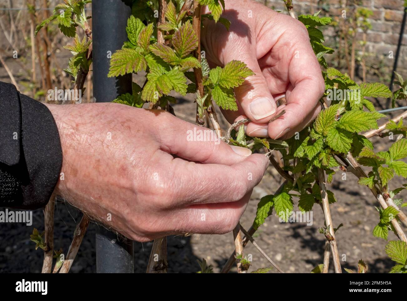 Close up of man gardener tying raspberry cane plant to support in