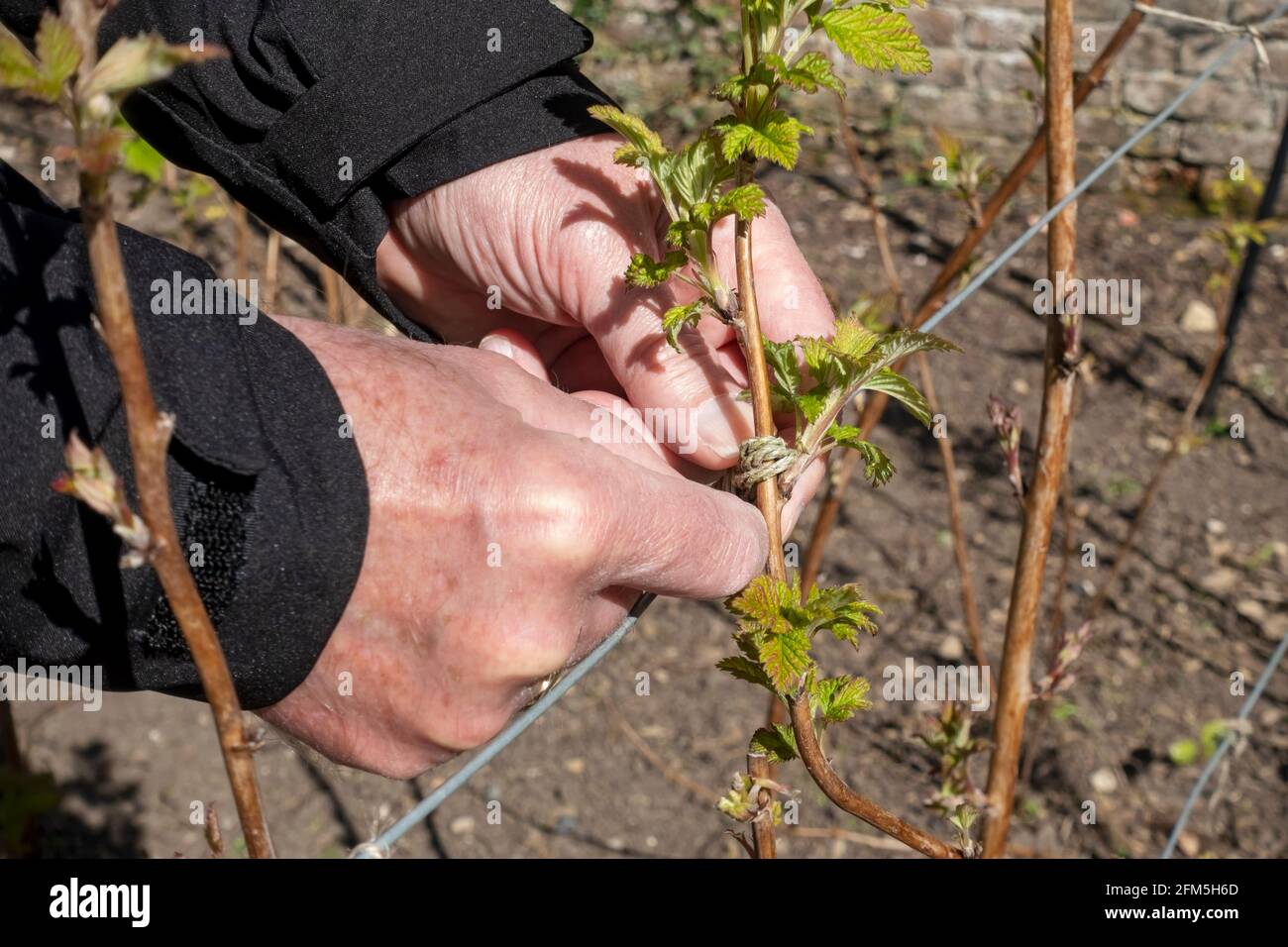 Raspberry cane support hires stock photography and images Alamy