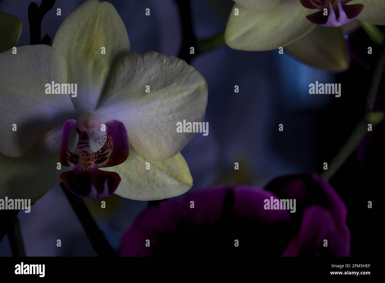 Group of phalaenopsis orchids in various colors seen up close Stock Photo